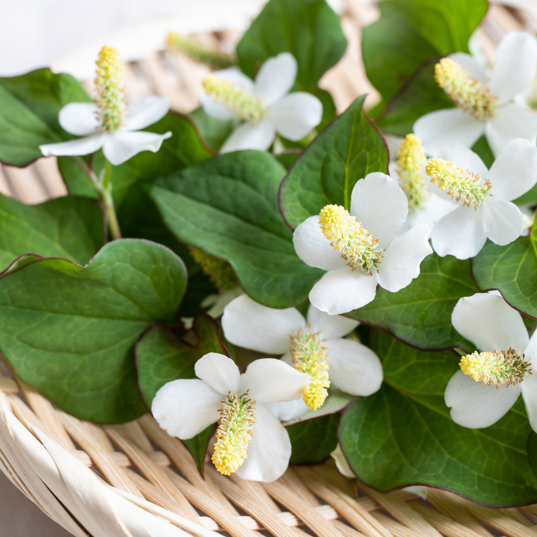 Mosunduri (মছুন্দুৰি)